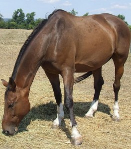 Obrazek