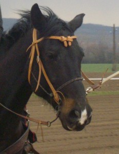 Obrazek